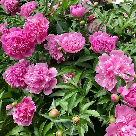 Stiegl Scala 4* Bozen