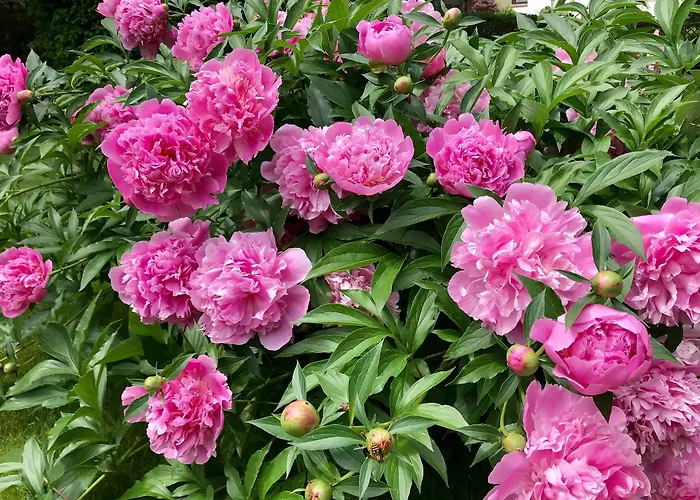 Stiegl Scala 4* Bolzano